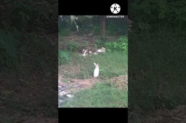 cute rabbit || #animals