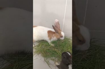 #f4 cute rabbit eating green grass #shorts