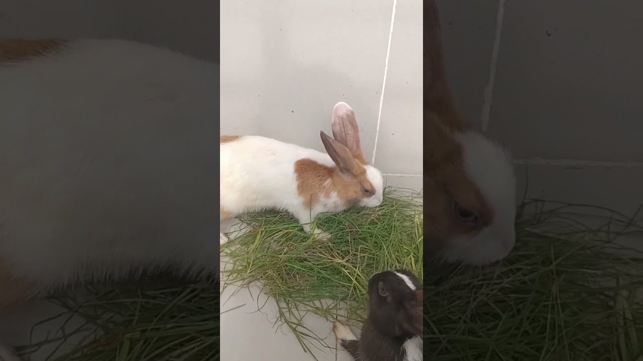 #f4 cute rabbit eating green grass #shorts