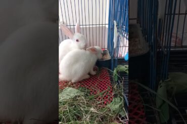 #f53 cute bunny eating #shorts