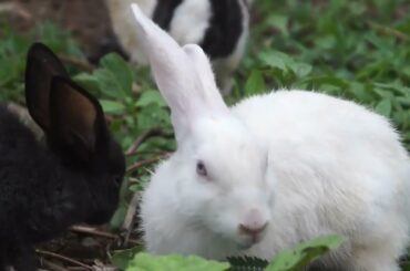 BEAUTIFUL AND CUTE BABY RABBITS AND BUNNY