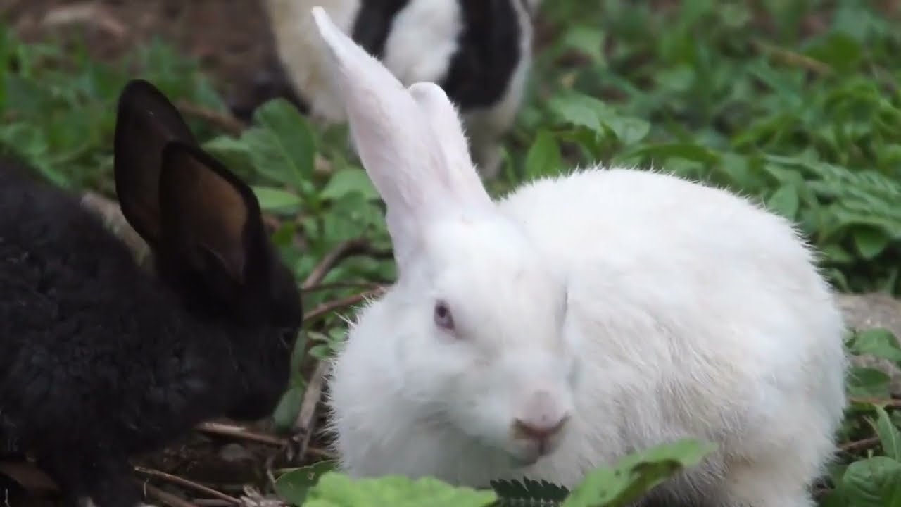 BEAUTIFUL AND CUTE BABY RABBITS AND BUNNY