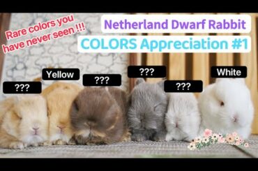 Netherland Dwarf Rabbit COLORS Compilation#1 | Size & Full Grown. Funny Cute Baby Bunny Breeds