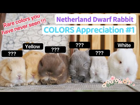 Netherland Dwarf Rabbit COLORS Compilation#1 | Size & Full Grown. Funny Cute Baby Bunny Breeds