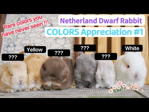 Netherland Dwarf Rabbit COLORS Compilation#1 | Size & Full Grown. Funny Cute Baby Bunny Breeds Netherland Dwarf Rabbit COLORS Compilation#1 | Size & Full Grown. Funny Cute Baby Bunny Breeds