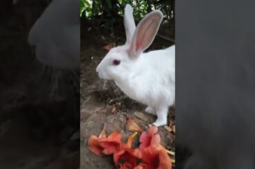 Cute bunny #rabbit #cuterabbit #pets #shortsvideo #viralvideo #youtubeshorts #animalslover