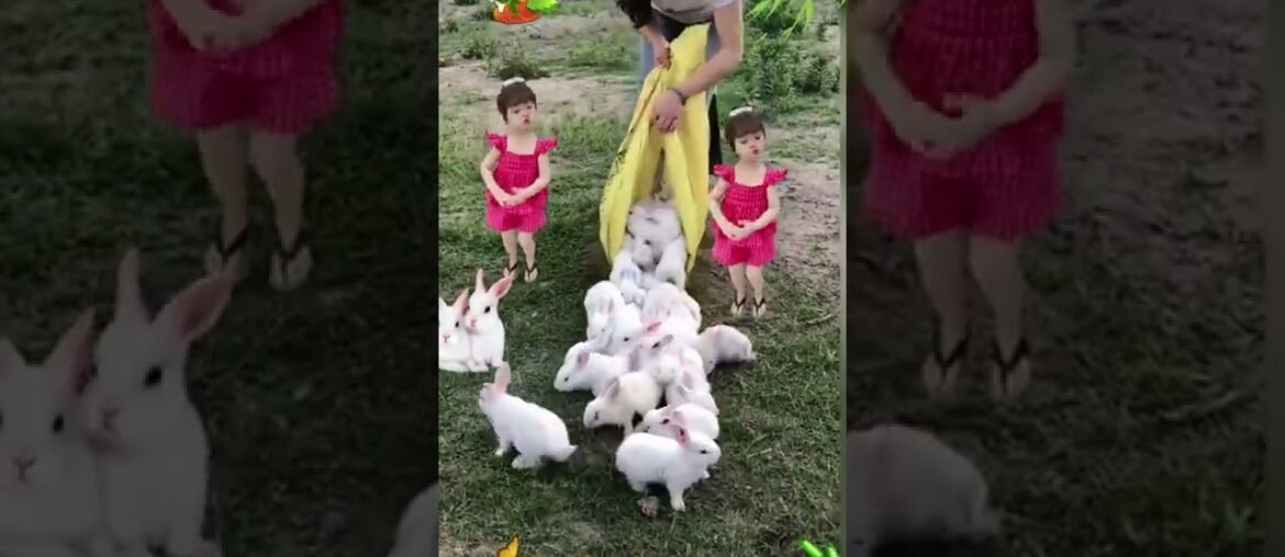 baby rabbit,baby rabbit,rabbit baby,cute rabbit,cute rabbits,funny rabbit,funny rabbits,emnopk1766