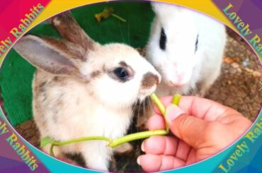 Cute Baby Rabbits Playing,Feeding Activities  Bunny Rabbit #1
