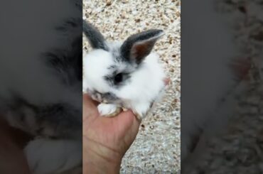 AMAZING SO ADORABLE BABY BUNNY