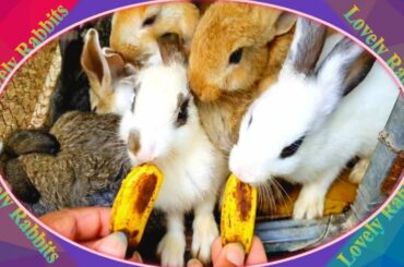 Cute Baby Rabbits Playing,Feeding Activities  Bunny Rabbit #2