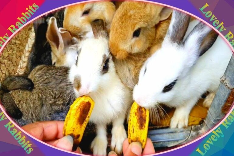 Cute Baby Rabbits Playing,Feeding Activities  Bunny Rabbit #2