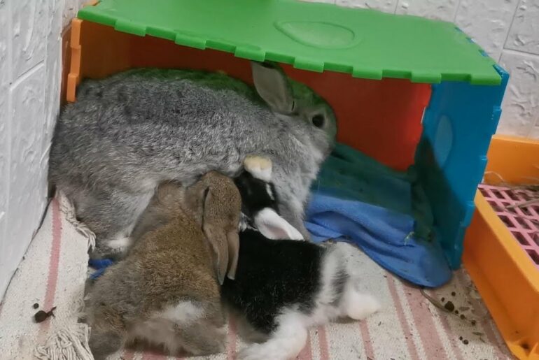 Super Cute Baby Bunny Rabbits Breastfeeding | Five Baby Bunny Drinking Milk