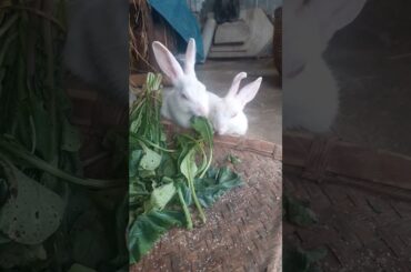 cute rabbit.