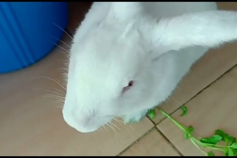 Funny Cute Rabbit #funnyrabbit #cuterabbit #rabbit #bunnyrabbit #cuteanimals #funnyanimalvideos