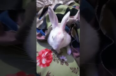 Cute bunny #rabbit #cuterabbit #pets #shortsvideo #viralvideo #youtubeshorts #animalslover