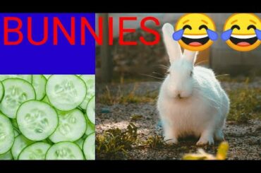 Cute baby  rabbits playing, feeding activities. #babyrabbits #babybunny #cartoon #bunnies