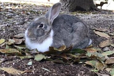 Cute rabbit boasts a white scarf around its neck