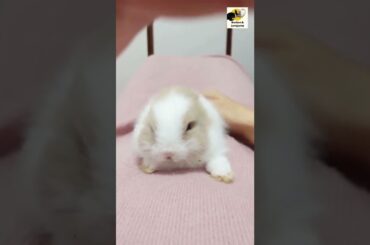 Pet Cute Bunny#shorts