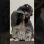 Cute Rabbit Funny Video #Shorts