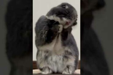 Cute Rabbit Funny Video #Shorts