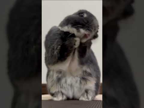 Cute Rabbit Funny Video #Shorts