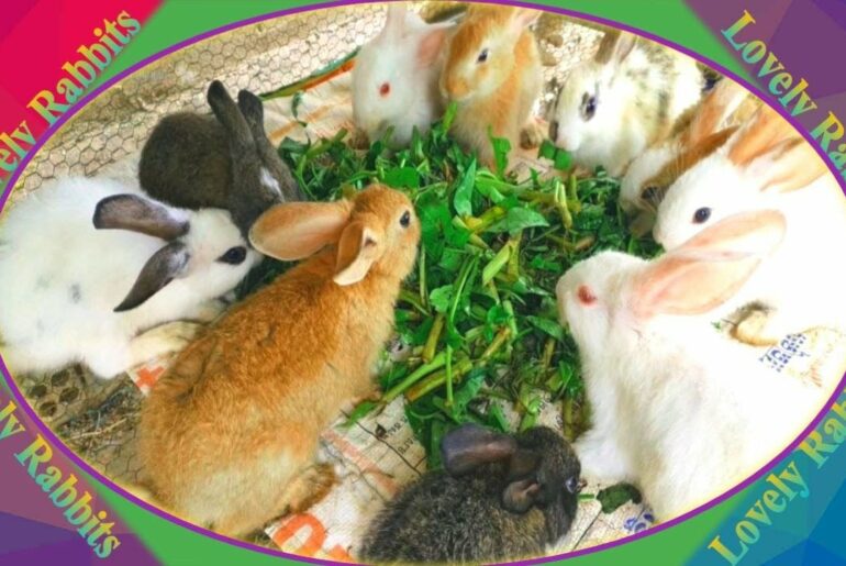 Cute Baby Rabbits Playing,Feeding Activities  Bunny Rabbit #3