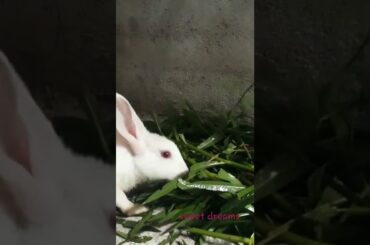 cute Rabbit