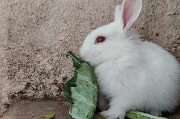 Cute Baby Bunny-2 #Shorts