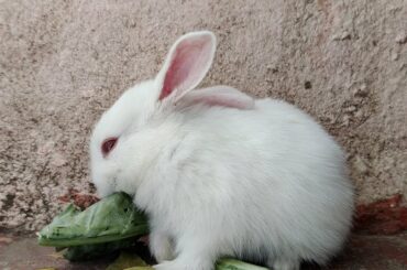 Cute Baby Bunny-1 #Shorts