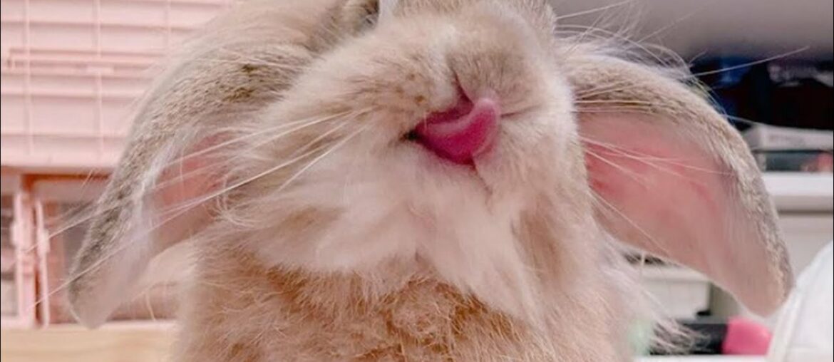 Cute Bunny Funny Videos | Cute Rabbit Funny Moments | Cute Animal Videos