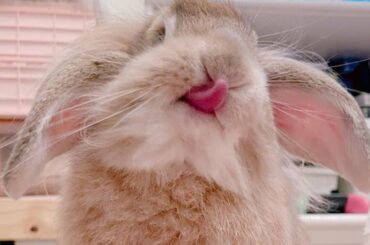 Cute Bunny Funny Videos | Cute Rabbit Funny Moments | Cute Animal Videos