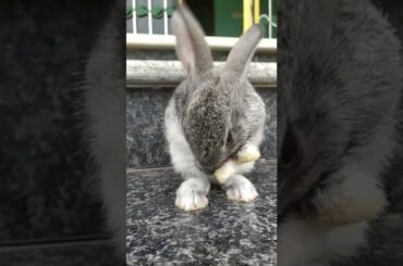 Cute bunny || Rabbit baby || #shorts#youtubeshorts #youtube