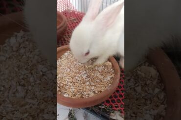 #f70 cute bunny eating #shorts