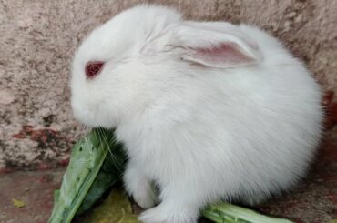 Baby Bunny Cute Rabbit