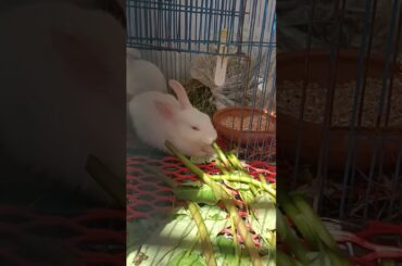#f72 cute bunny eating #shorts