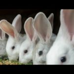 Funny and Cute Baby Bunny Rabbit VideosBaby Animal Video Compilation (2022)