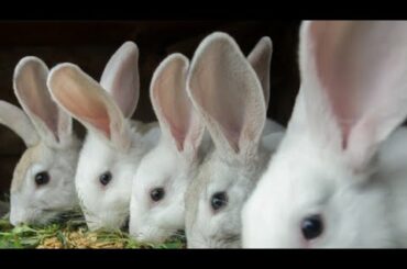 Funny and Cute Baby Bunny Rabbit VideosBaby Animal Video Compilation (2022)