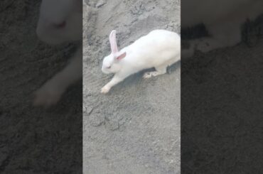 #f83 cute rabbit outing #shorts