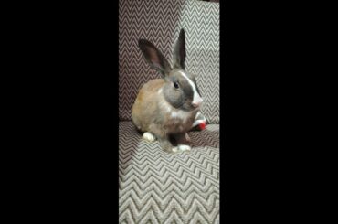 Cute Rabbit | Pet Rabbit