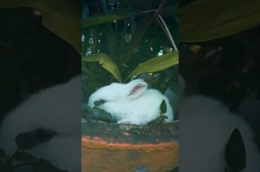 cute rabbit videos shorts