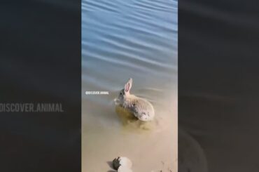 #subscribe #shorts #youtube #cute #rabbit  #trend #subscribetomychannel #youtubeshorts #trending