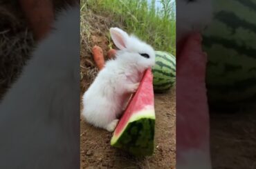 Cute Rabbit viral videos, viral animals , viral pat #shorts #trending #viralshorts #pat #youtubeshor