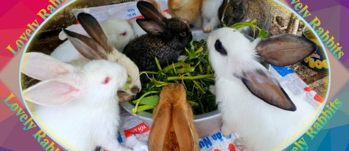 Cute Baby Rabbits Playing,Feeding Activities  Bunny Rabbit #7
