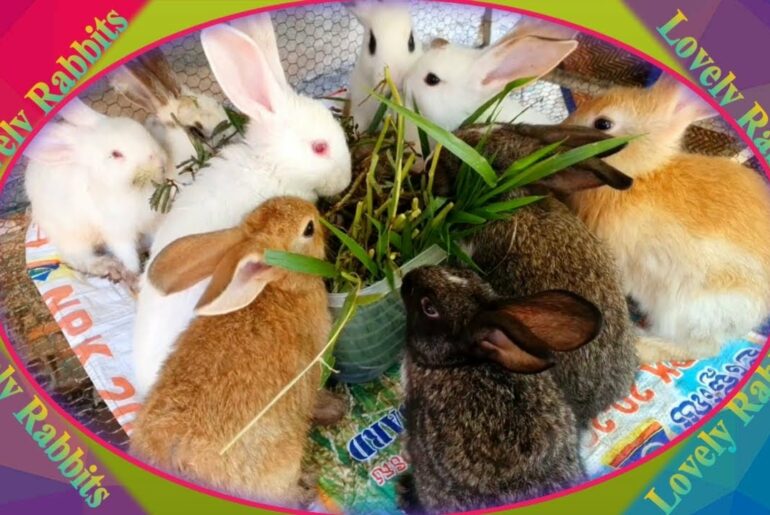 Cute Baby Rabbits Playing,Feeding Activities  Bunny Rabbit #6