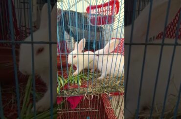 #f86 cute bunny eating #shorts