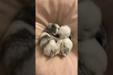 uhhh cute baby bunny|| rabbits baby || make heart|| #shorts #zamipets #bunny