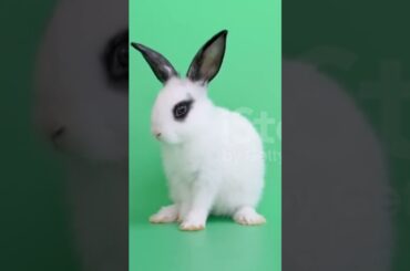 Cute Rabbit short video #bunny #khorgosh #rabbit @Asad & Pets
