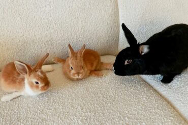 Rabbit becomes Foster Mom to Disabled Baby Bunnies
