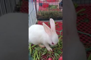 #f44 cute bunny Snowy eating green grass #shorts
