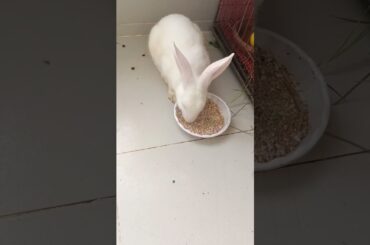 #f1 cute rabbit eating feed #shorts
